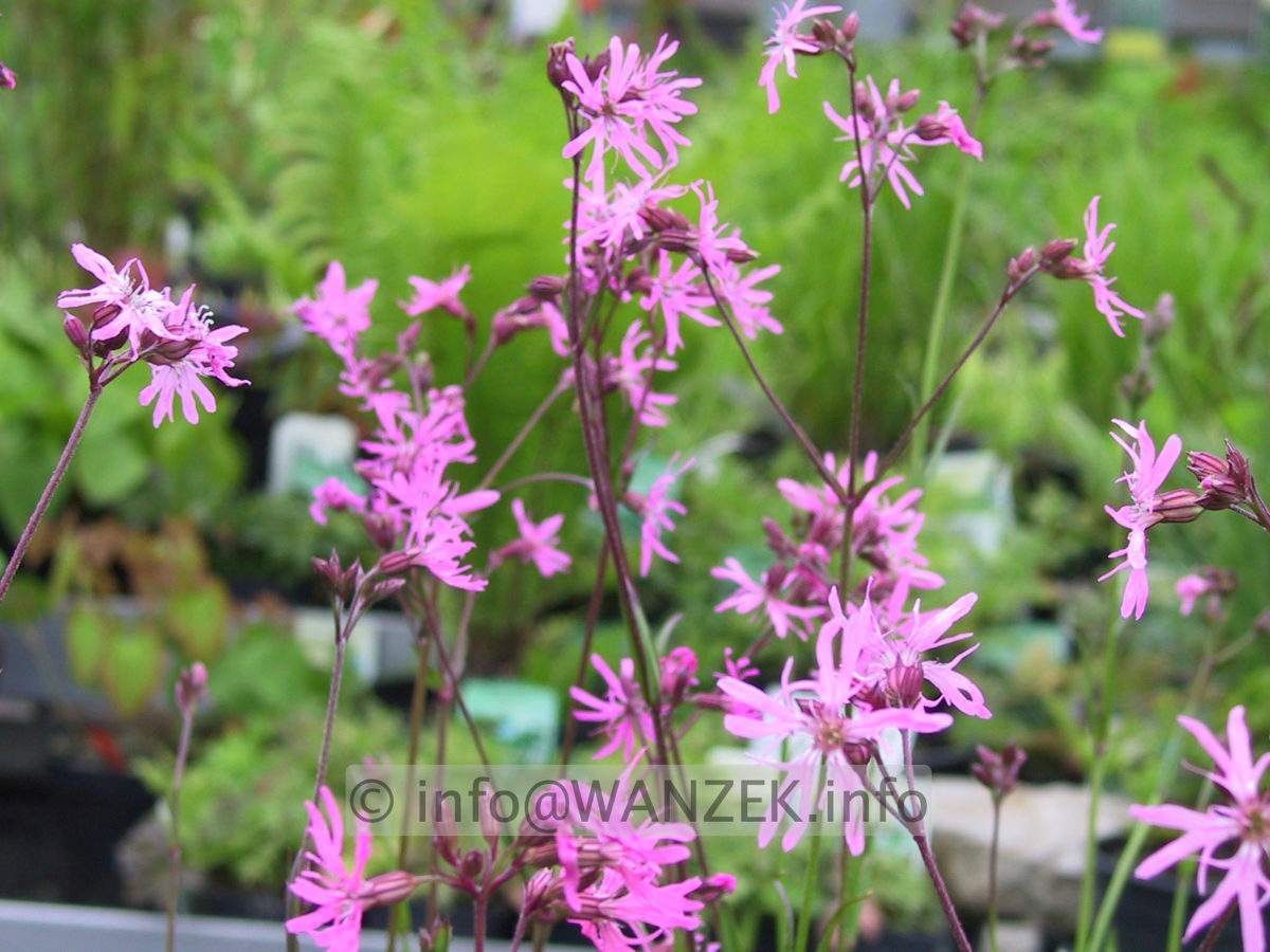 Lychnis flos-cuculi Blueten.JPG